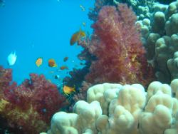 soft coral 14nov2006 at japnese gurden-gulf of aqaba by Abdel Wahab Al Ma`aita 
